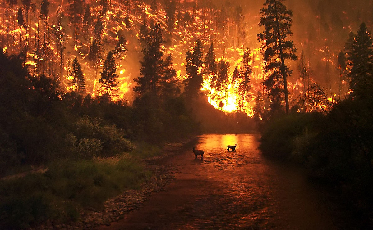 Photo of deer in wildfire